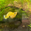 Pikachu Balloon Molly Fish - New Strains