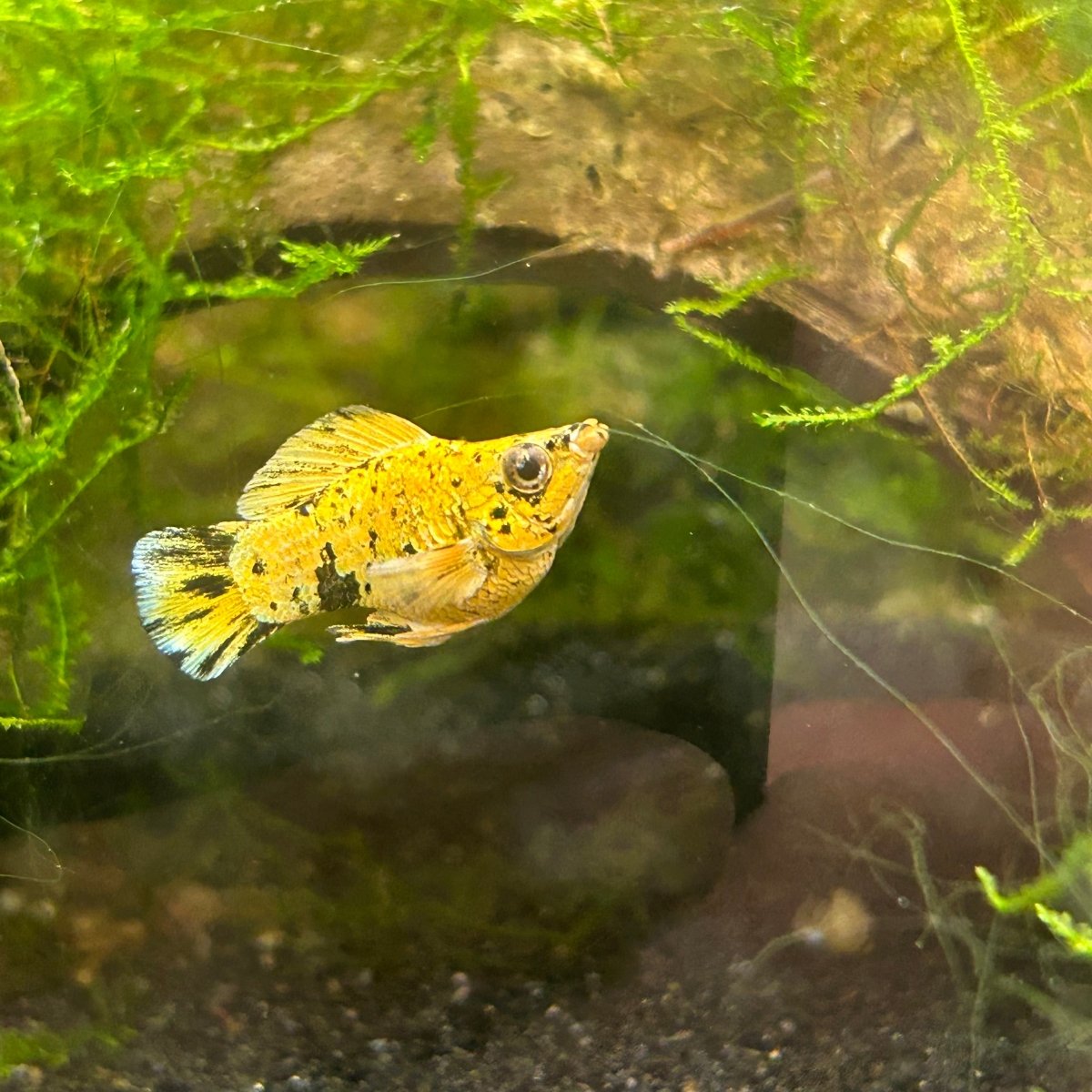 Pikachu Balloon Molly Fish - New Strains