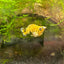 Pikachu Balloon Molly Fish - New Strains