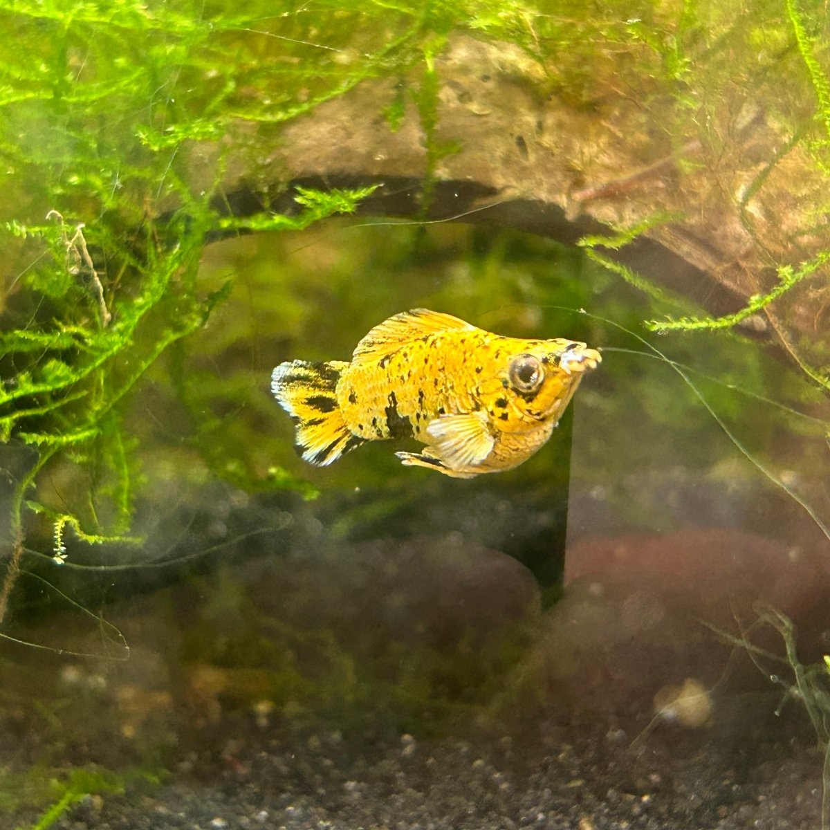 Pikachu Balloon Molly Fish - New Strains