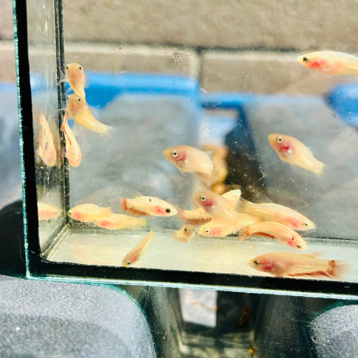 Betta bebé Halfmoon Pink Dot