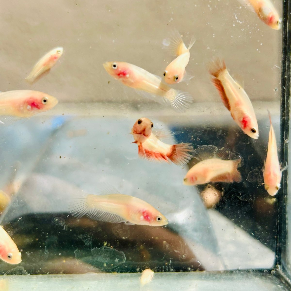 Betta bebé Halfmoon Pink Dot