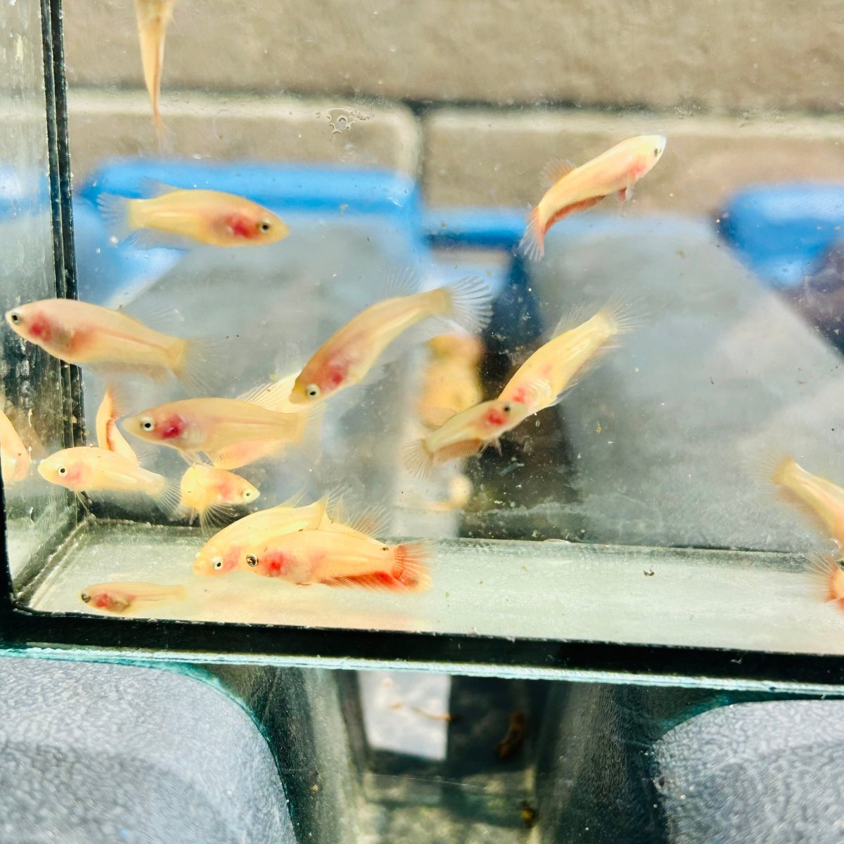 Betta bebé Halfmoon Pink Dot