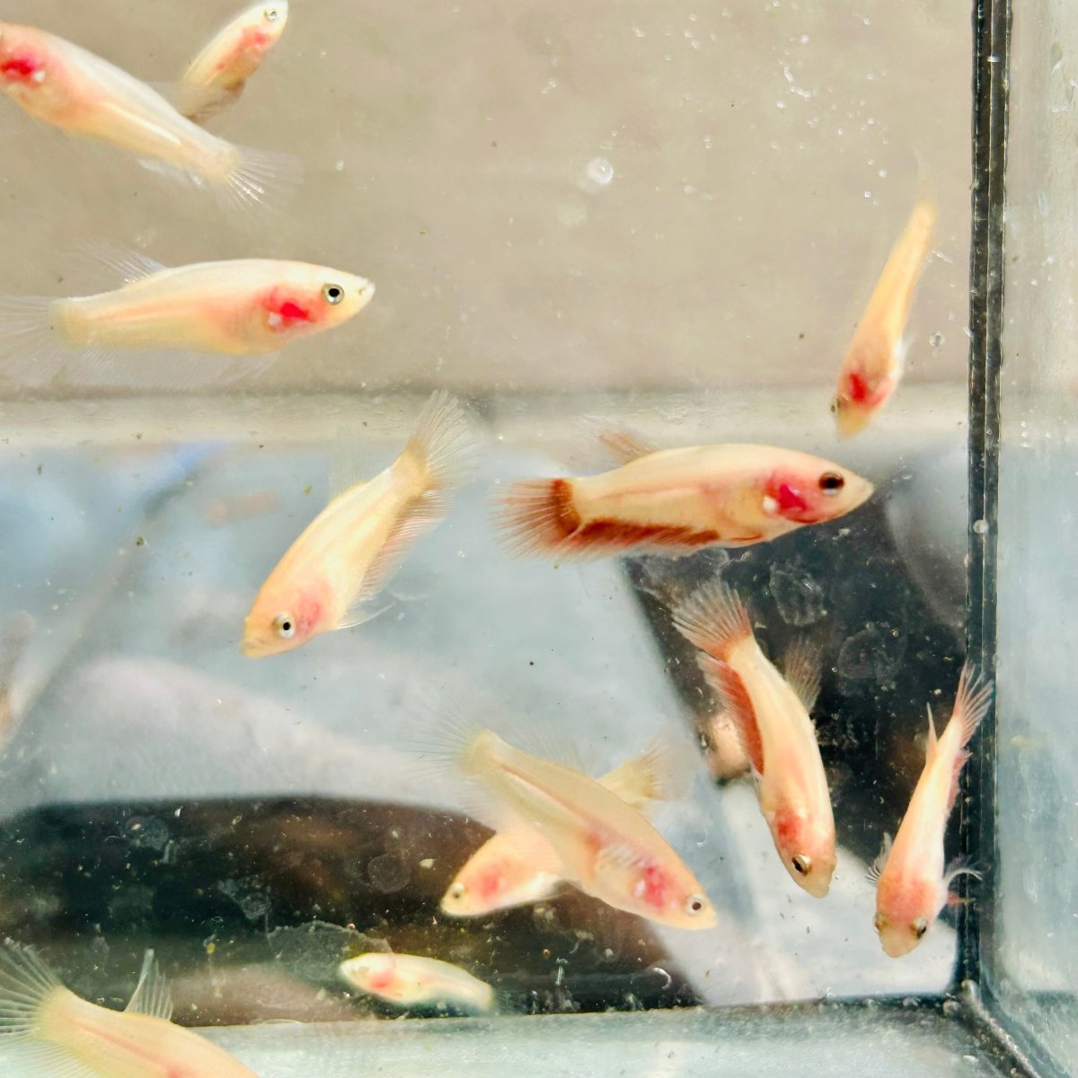 Betta bebé Halfmoon Pink Dot