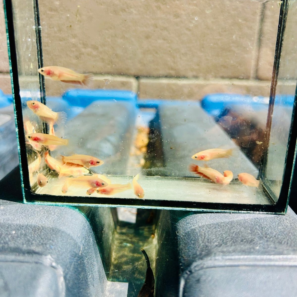 Betta bebé Halfmoon Pink Dot
