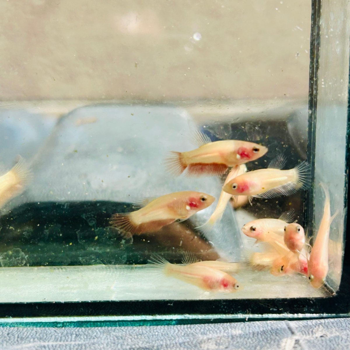 Betta bebé Halfmoon Pink Dot