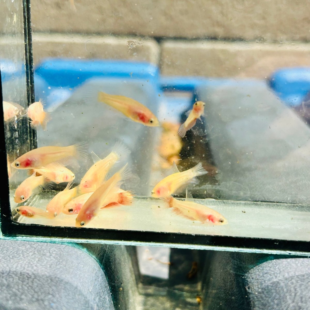 Betta bebé Halfmoon Pink Dot