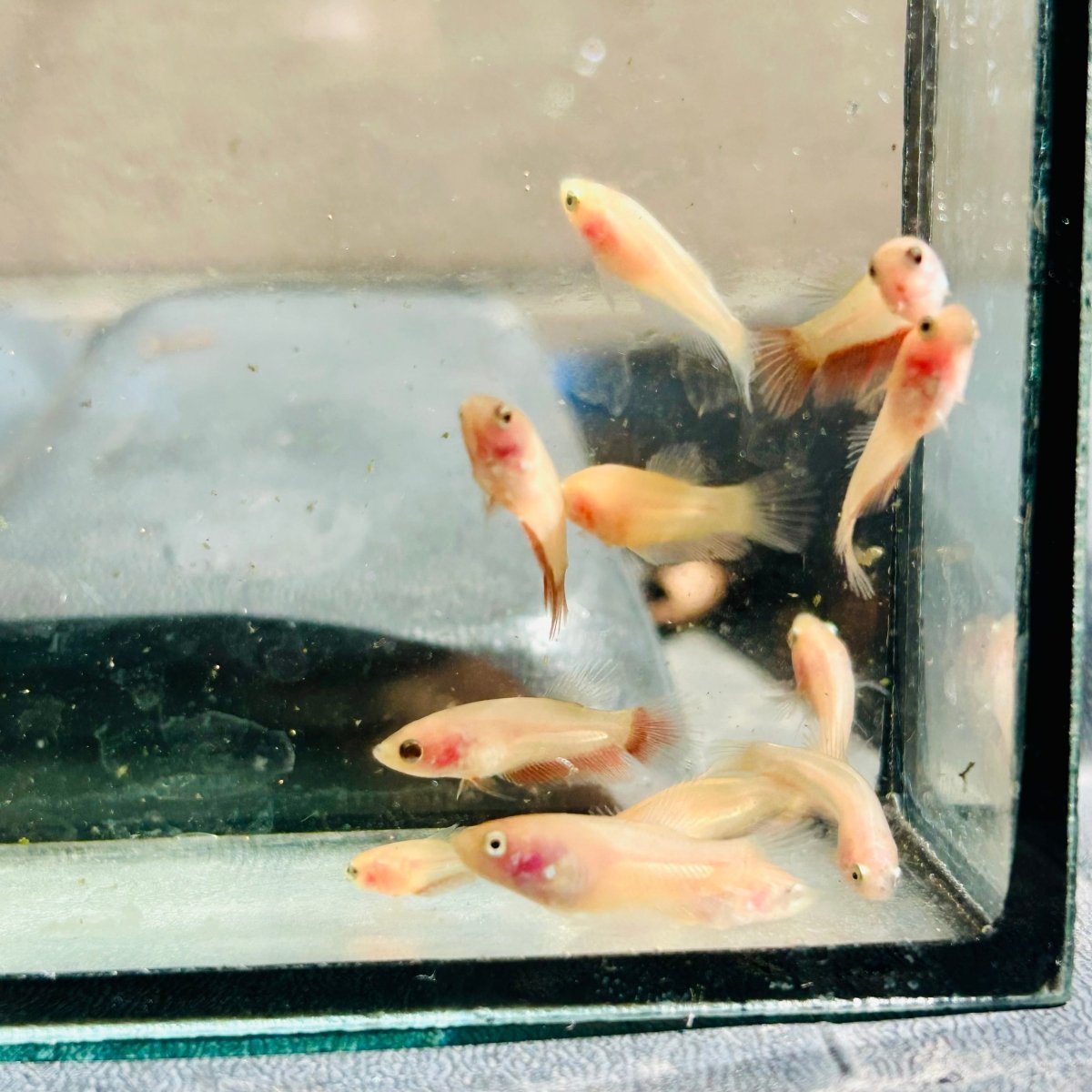 Betta bebé Halfmoon Pink Dot