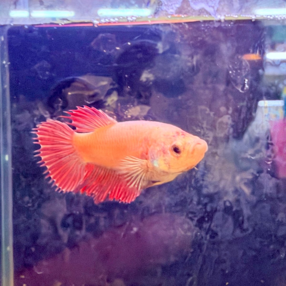 Pink Peach Crowntail - Female Betta #Jul03