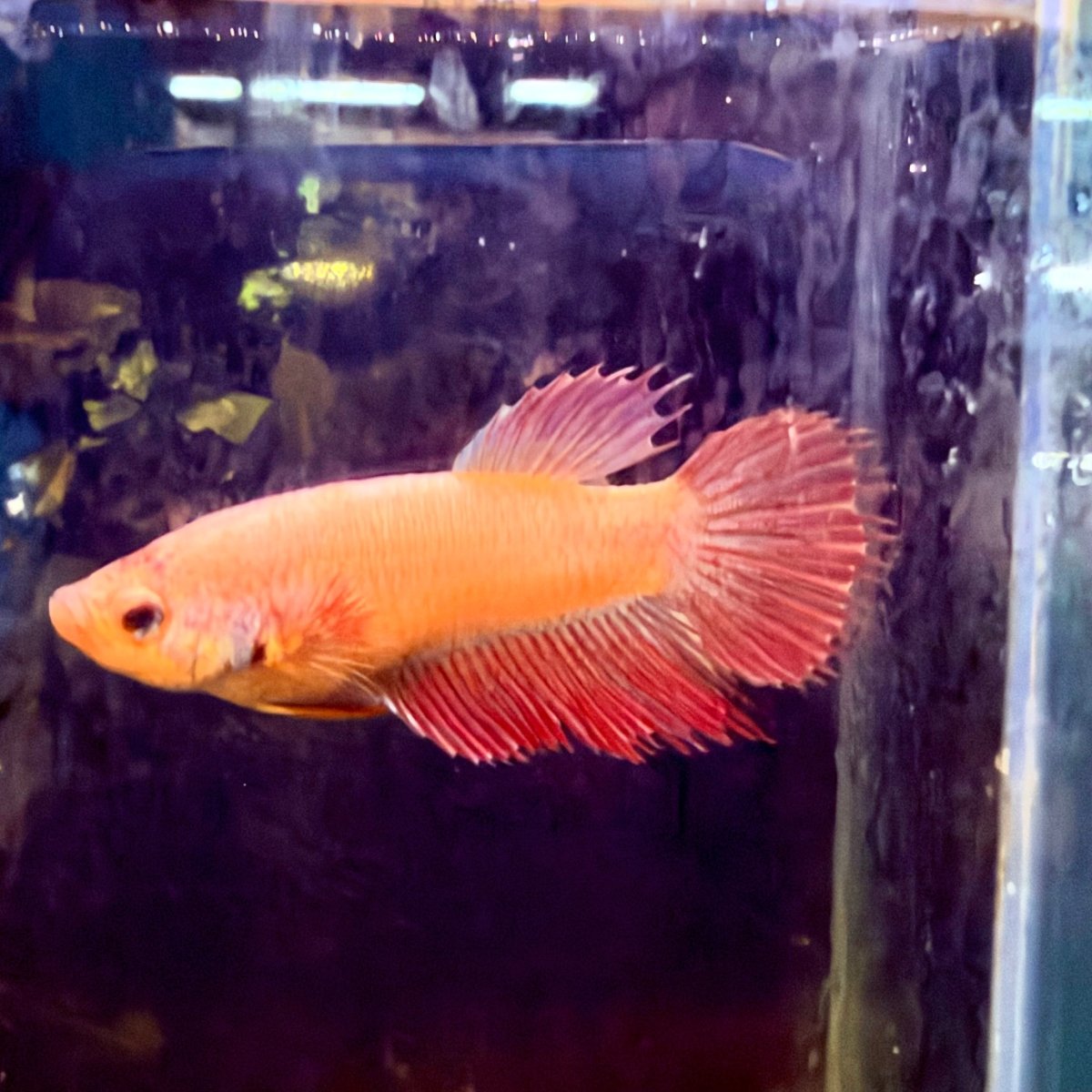 Pink Peach Crowntail - Female Betta #Jul03