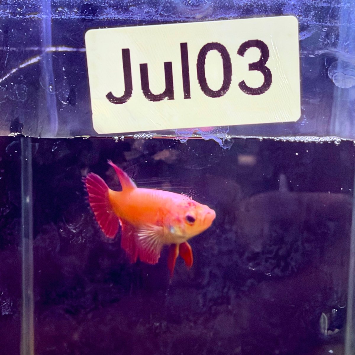Pink Peach Crowntail - Female Betta #Jul03