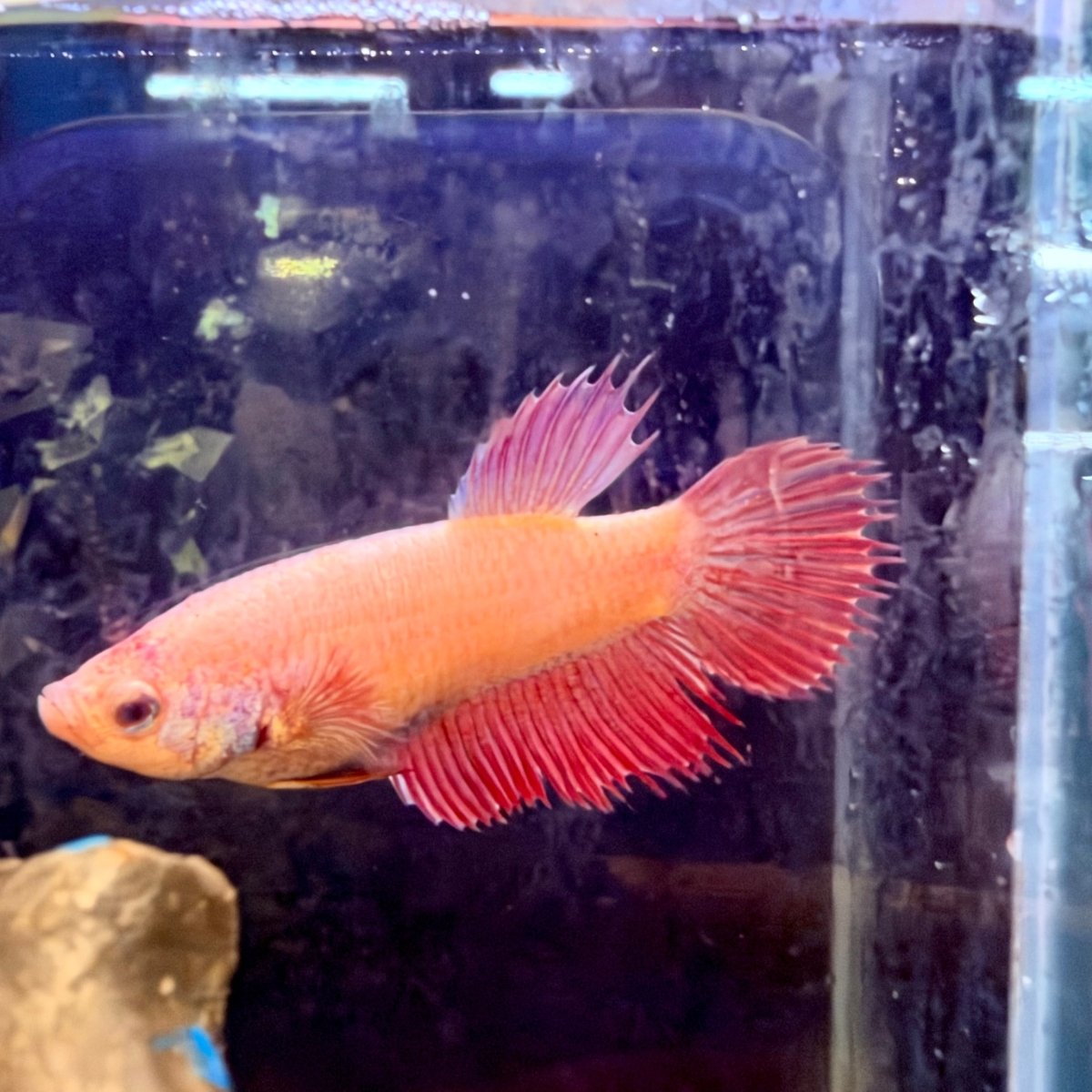 Pink Peach Crowntail - Female Betta #Jul03