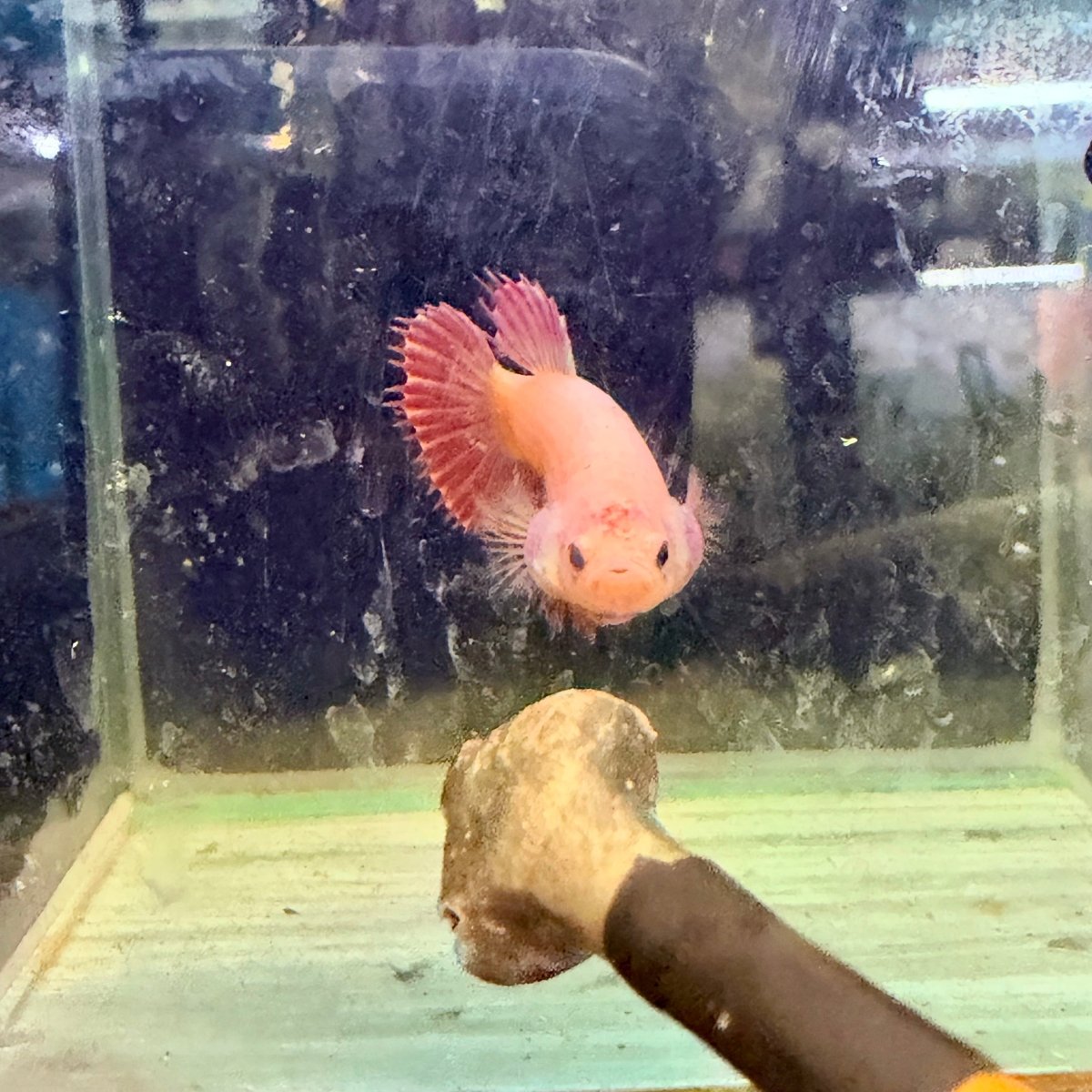 Pink Peach Crowntail - Female Betta #Jul03