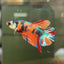 Plakar Metallic Multicolor Male Betta A96