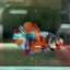 Plakar Metallic Multicolor Male Betta A96