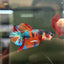 Plakar Metallic Multicolor Male Betta A96