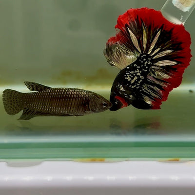 Plakat Alien Female Betta M136