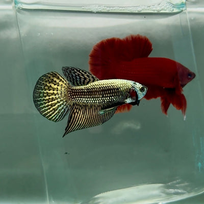 Plakat Alien Male Betta M138