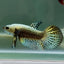 Plakat Alien Male Betta M138