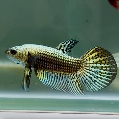 Plakat Alien Male Betta M138