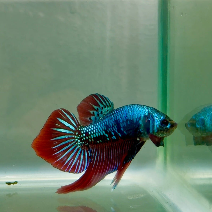 Plakat Alien Samurai Eye Male Betta Jul50 Male betta