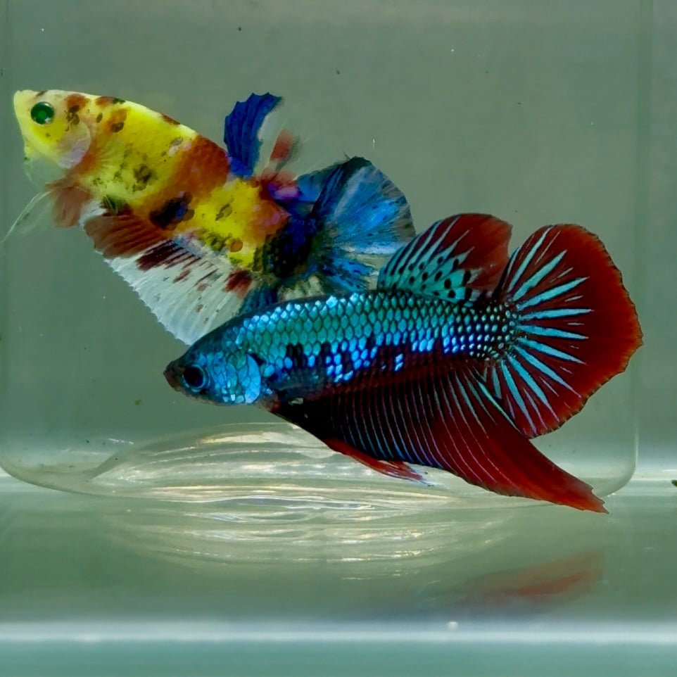 Plakat Alien Samurai Eye Male Betta #Jul50