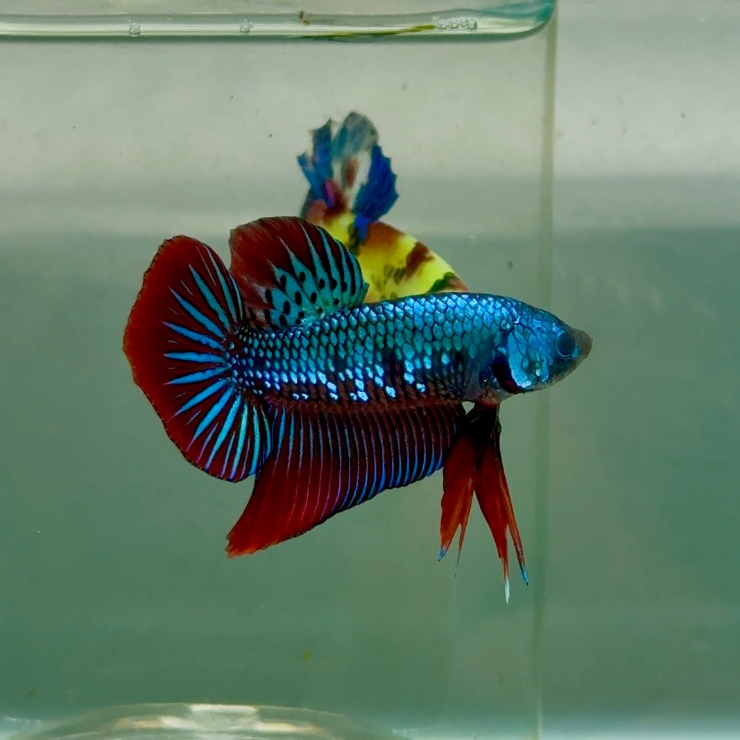 Plakat Alien Samurai Eye Male Betta #Jul50