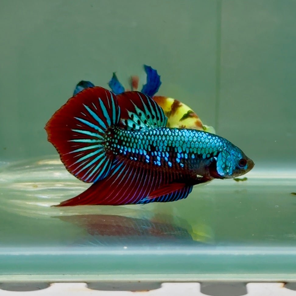 Plakat Alien Samurai Eye Male Betta #Jul50