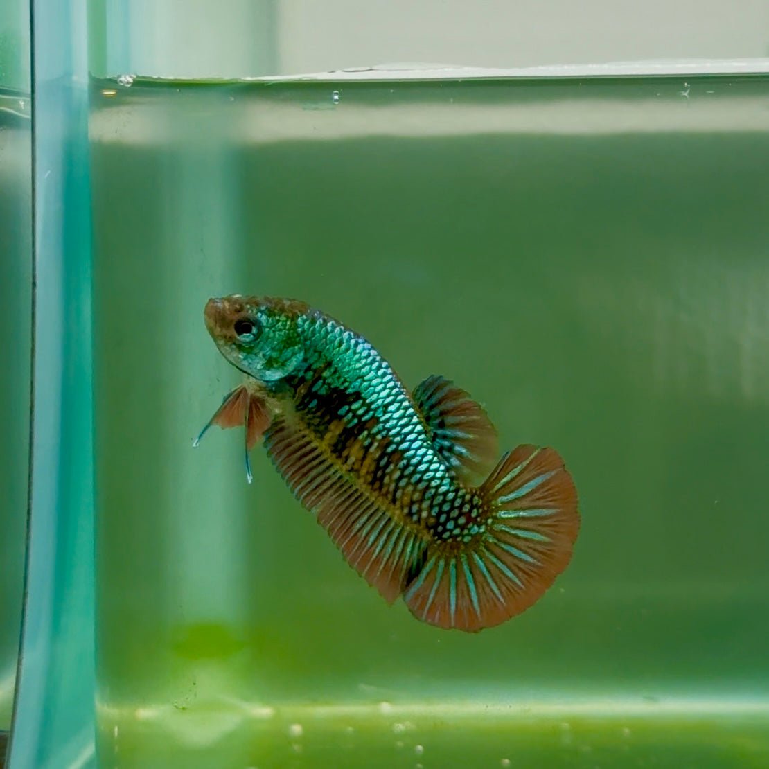 Plakat Alien Samurai Female Betta A214