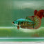 Plakat Alien Samurai Female Betta A214