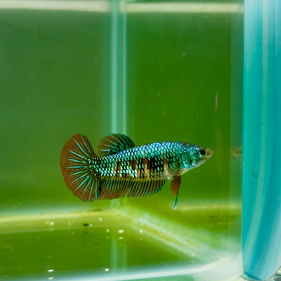Plakat Alien Samurai Female Betta A214