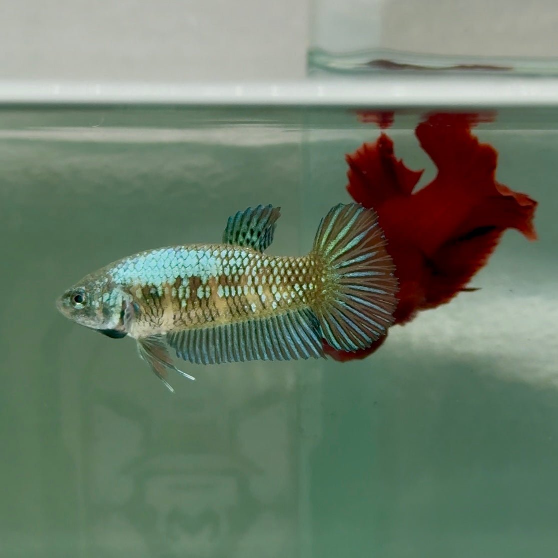Plakat Alien Samurai Female Betta A215