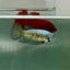Plakat Alien Samurai Female Betta A215