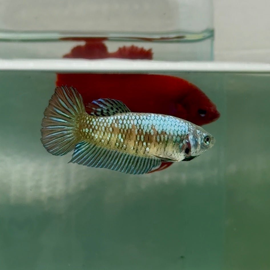 Plakat Alien Samurai Female Betta A215