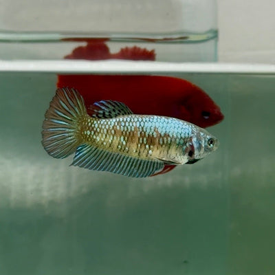 Plakat Alien Samurai Female Betta A215