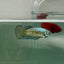 Plakat Alien Samurai Female Betta A215