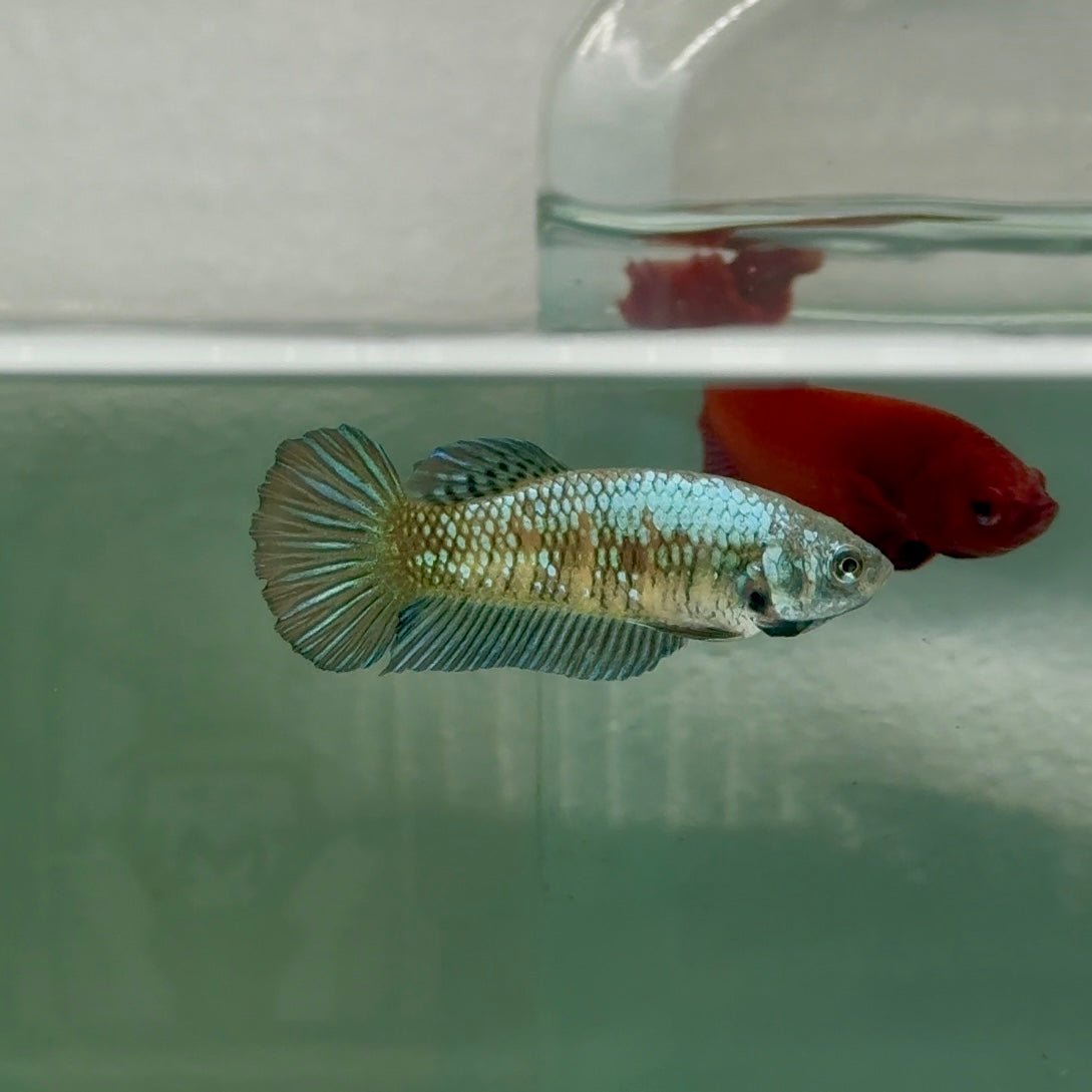 Plakat Alien Samurai Female Betta A215