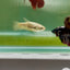 Plakat Alien Samurai Female Betta A216