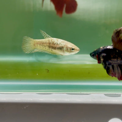 Plakat Alien Samurai Female Betta A216