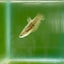 Plakat Alien Samurai Female Betta A216