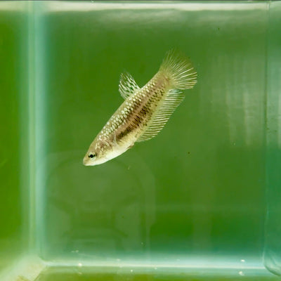 Plakat Alien Samurai Female Betta A216