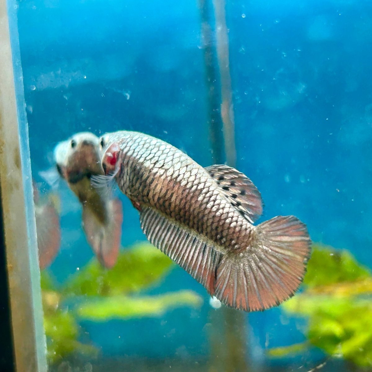 Plakat Alien Samurai Female Betta A216 Female betta