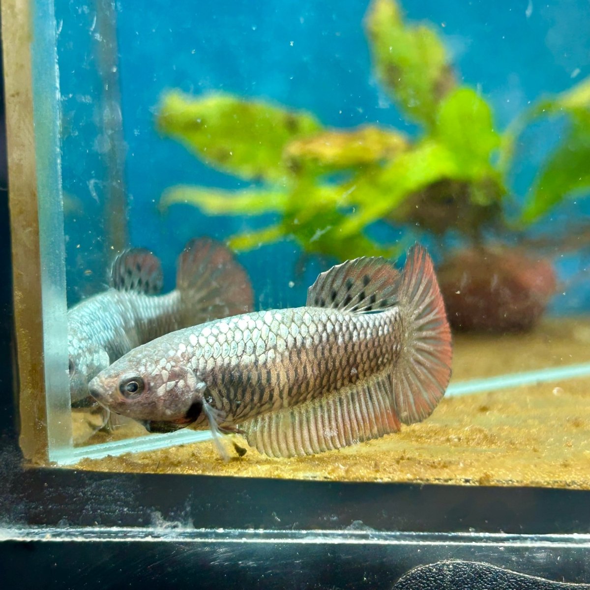 Plakat Alien Samurai Female Betta A216 Female betta