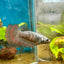 Plakat Alien Samurai Female Betta A216 Female betta