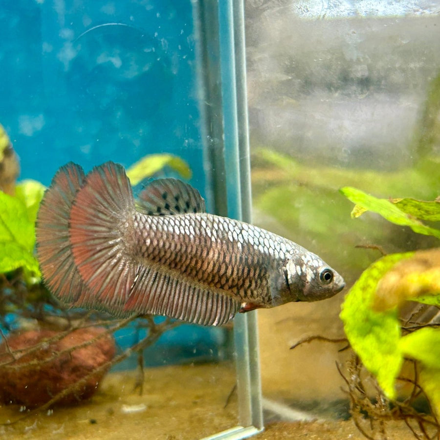 Plakat Alien Samurai Female Betta A216 Female betta