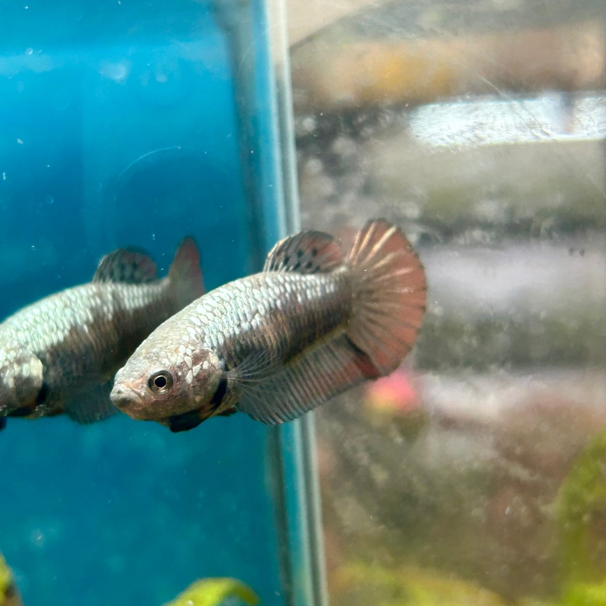 Plakat Alien Samurai Female Betta A216 Female betta