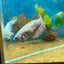 Plakat Alien Samurai Female Betta A216 Female betta