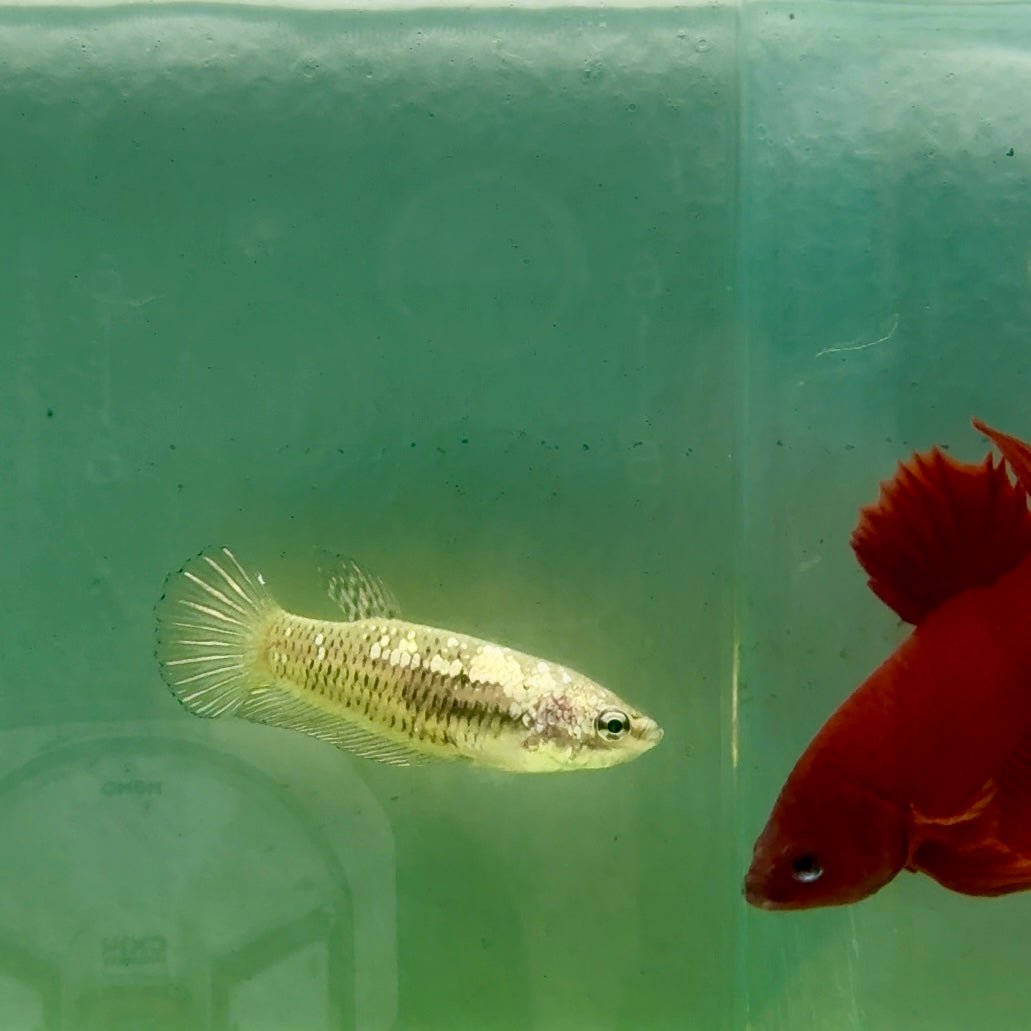 Plakat Alien Samurai Female Betta #A217
