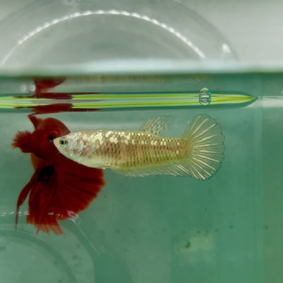 Plakat Alien Samurai Female Betta A217