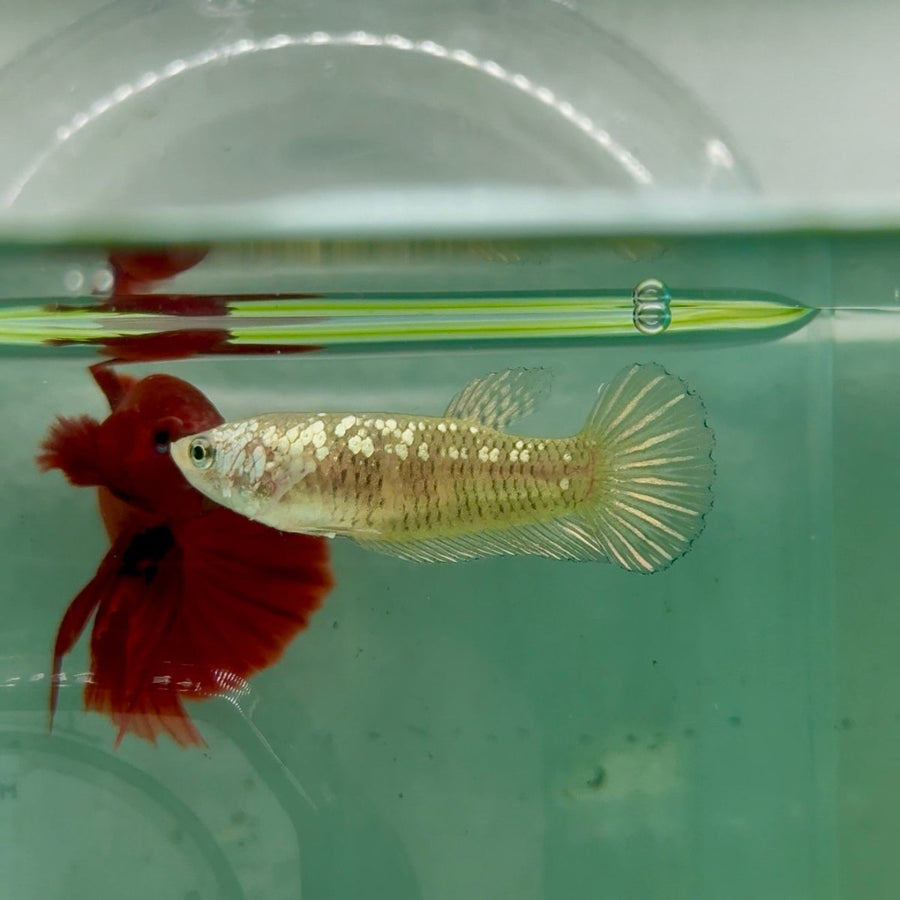 Plakat Alien Samurai Female Betta A217